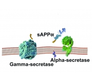 sAPPALPHA ELISA KITS 1-180pg/ml assay ranges (Soluble Amyloid Precursor Protein α, sAPPα; Part No. sAPPalpha-ELISA.  Kits for mouse, rat, human, rabbit, canine)